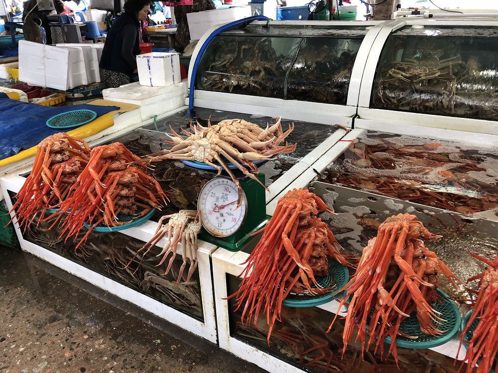Rojak Daily Snow crab for days in Gangwon.